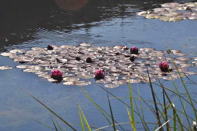 a pond of water lilies. 